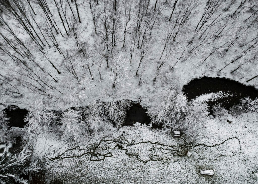 Bosco innevato — © Alessio Maccari