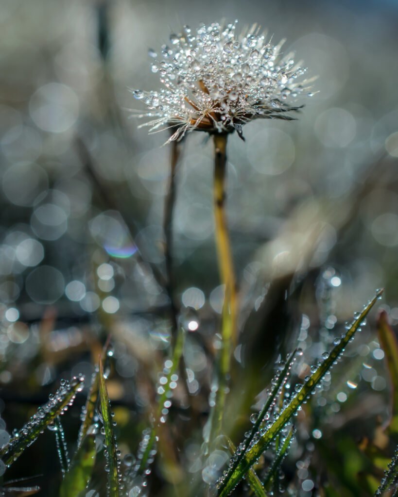 Cristalli di rugiada — © Giordano Montagna