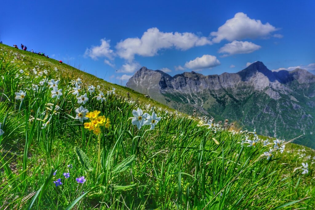Fioritura primaverile sulle Alpi Apuane — © Giorgio Petri