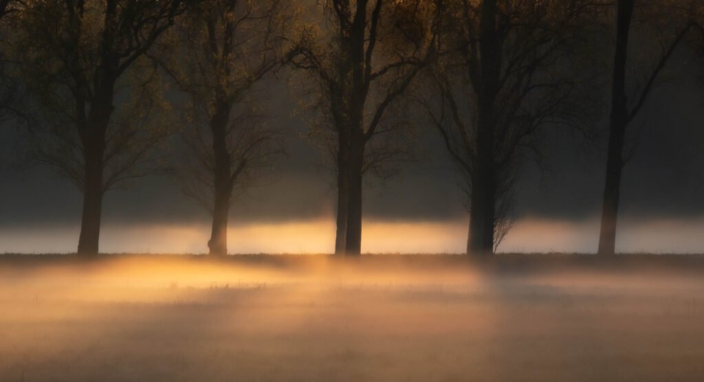 Alberi nella nebbia attraversati dalla luce dorata. Fotografia di Roberto Croci.