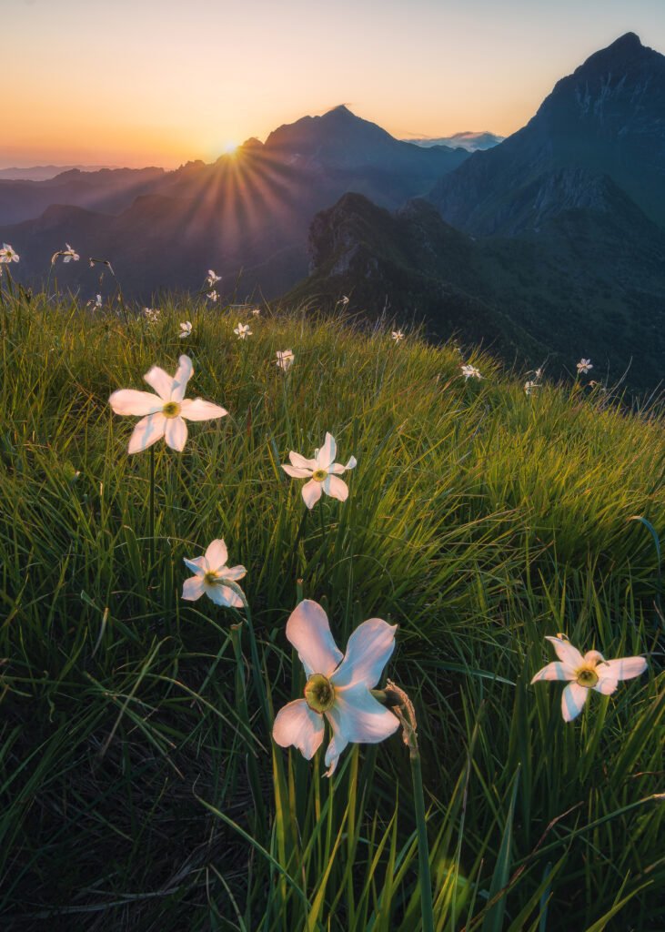 Narcisi al tramonto — © Giordano Montagna