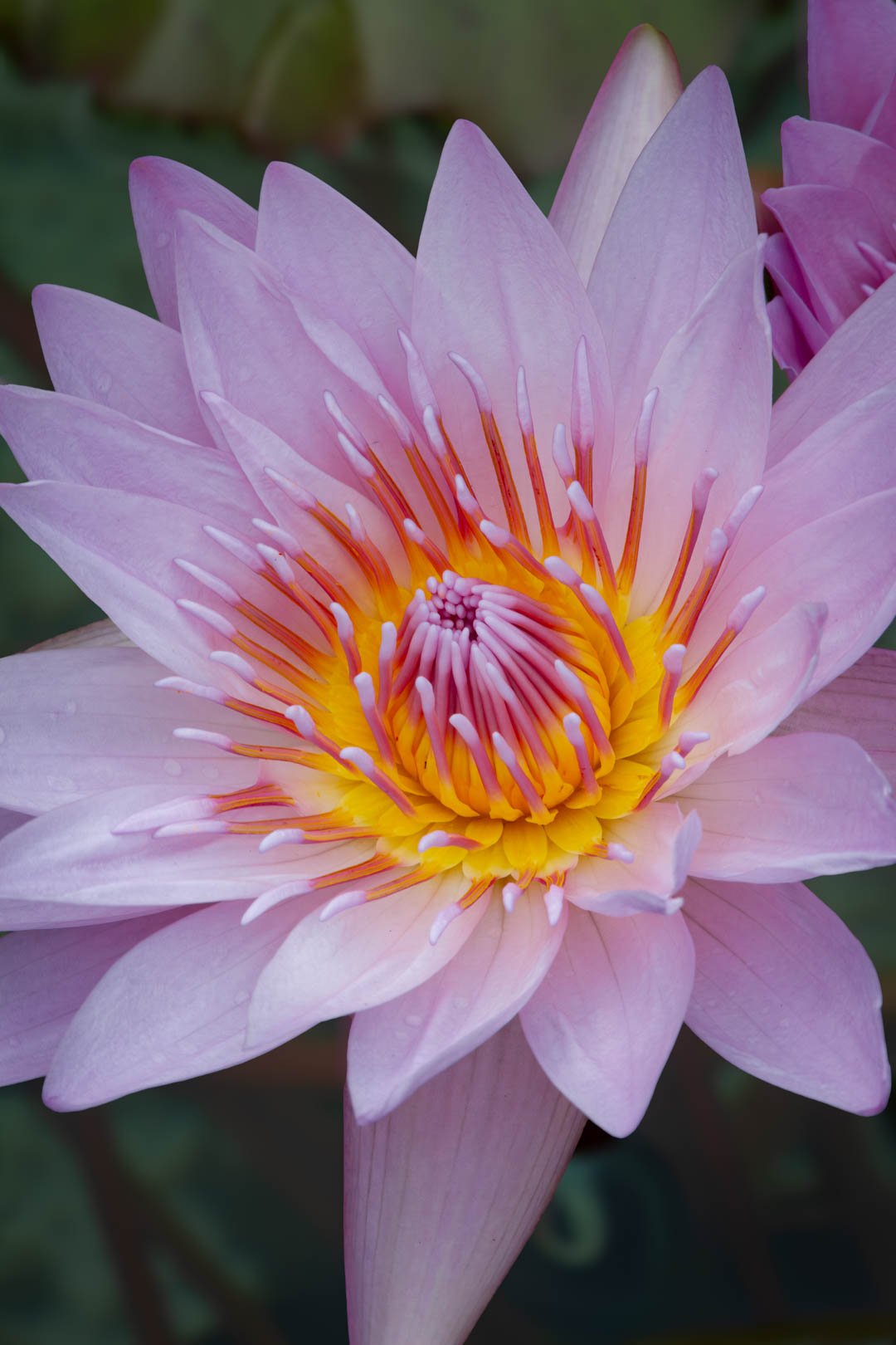 Dettaglio di un fiore rosa e oro, fotografia di Roberto Croci.
