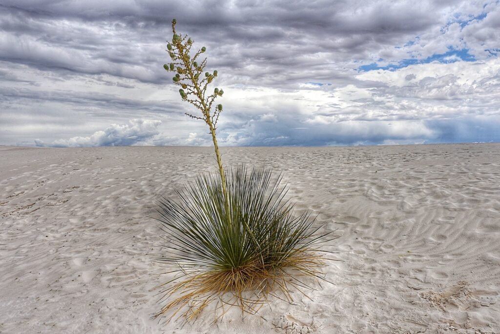 Yucca — Esemplare. Fotografia di Susanna Carimati.