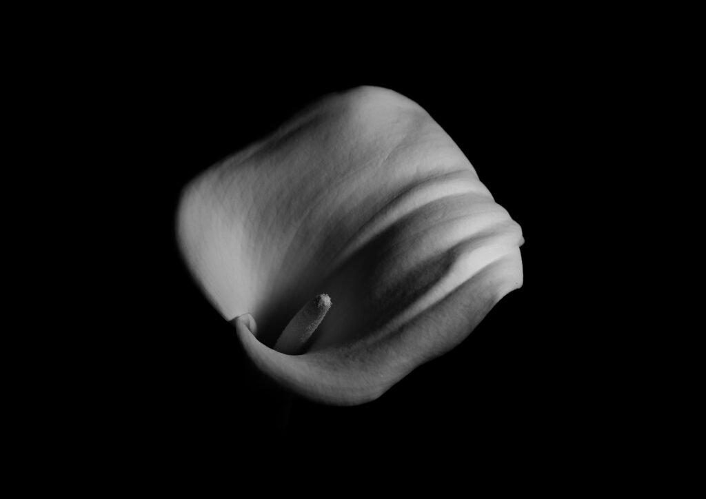 pieghe nel buio — Esemplare. Fotografia di Dario Meccani.